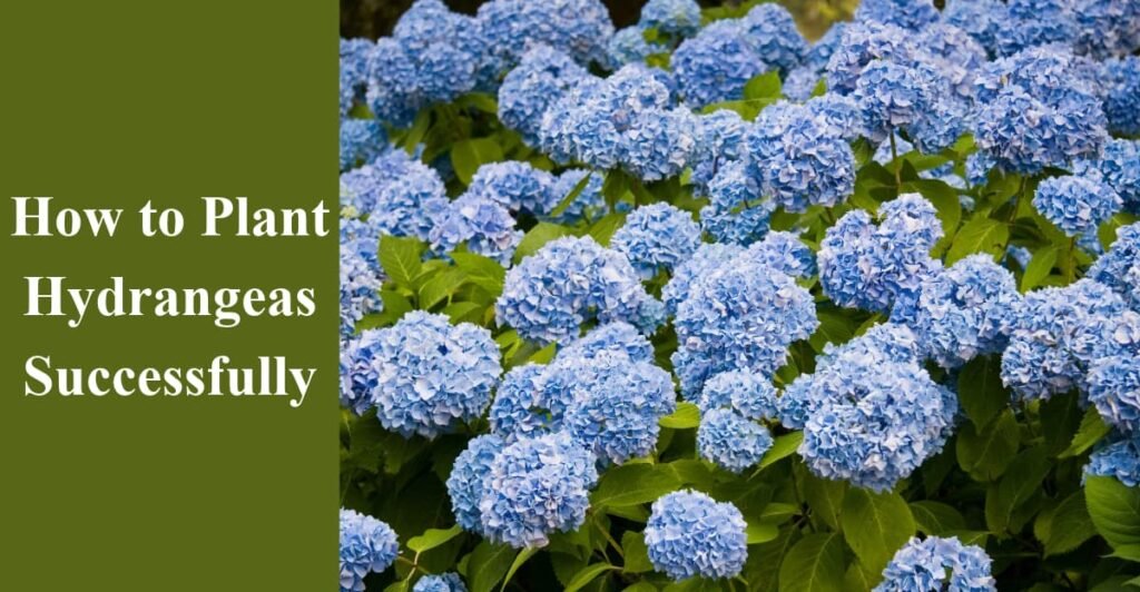 How to Plant Hydrangeas Successfully