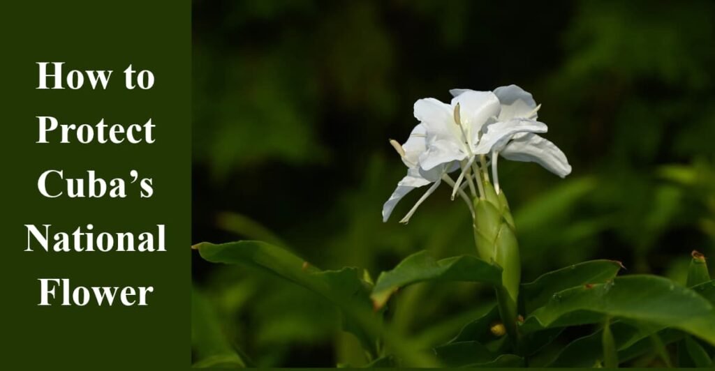 How to Protect Cuba’s National Flower
