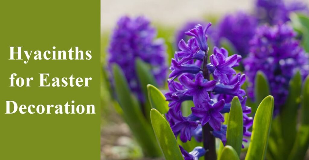 Hyacinths for Easter Decoration