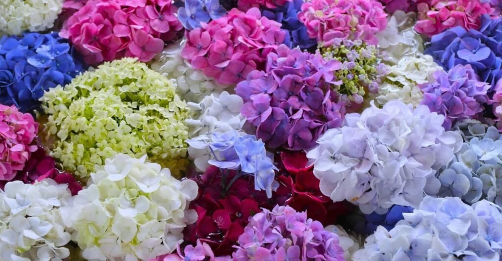 Hydrangea