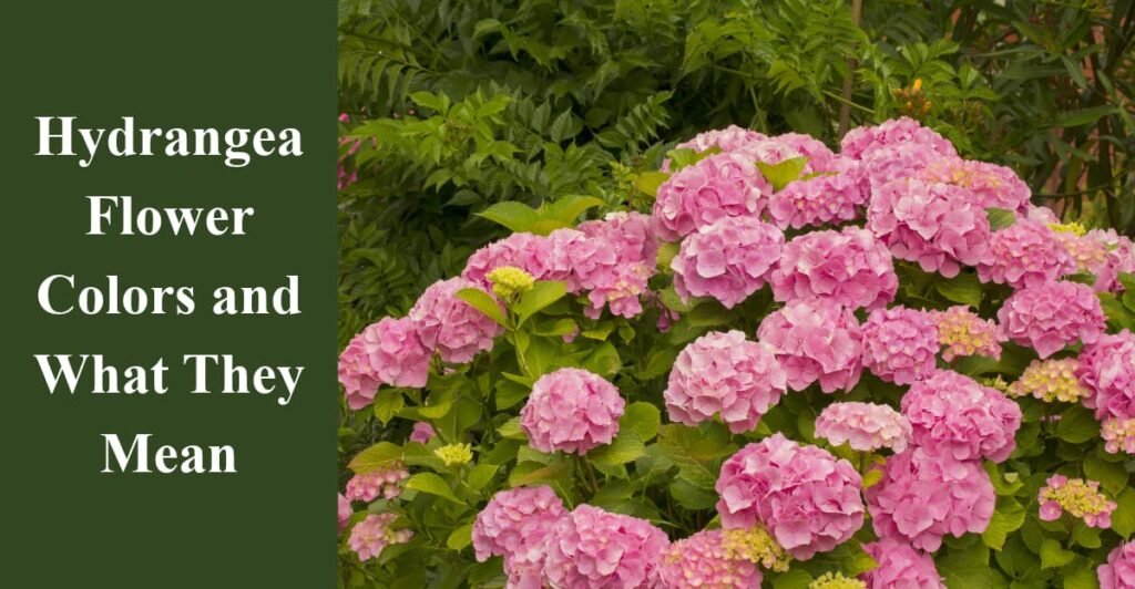 Hydrangea Flower Colors and What They Mean