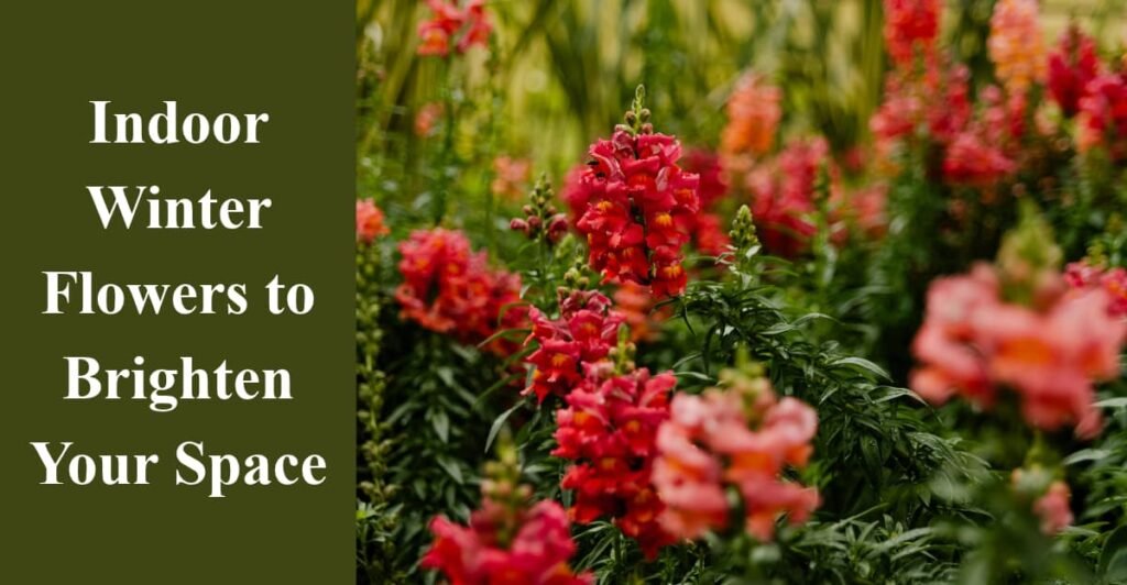 Indoor Winter Flowers to Brighten Your Space