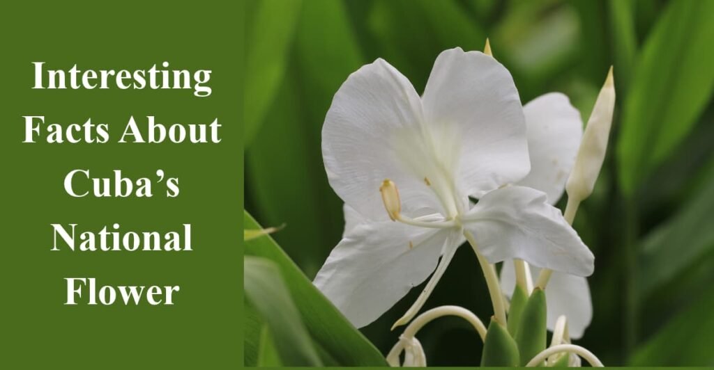 Interesting Facts About Cuba’s National Flower