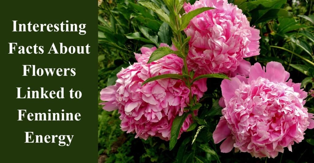Interesting Facts About Flowers Linked to Feminine Energy