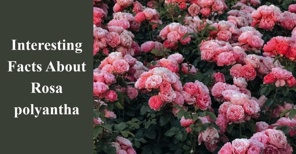 Interesting Facts About Rosa polyantha