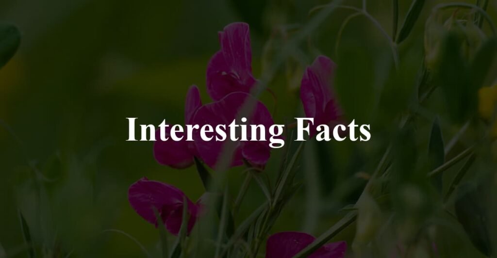 Interesting Facts