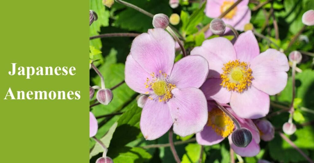 Japanese Anemones