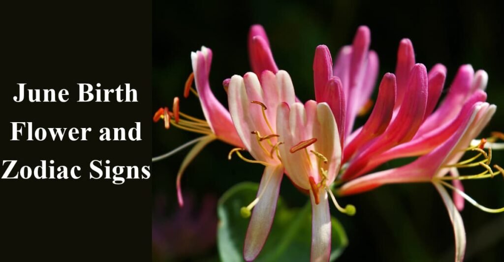 June Birth Flower and Zodiac Signs