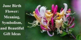 June Birth Flower: Meaning, Symbolism, and Beautiful Gift Ideas