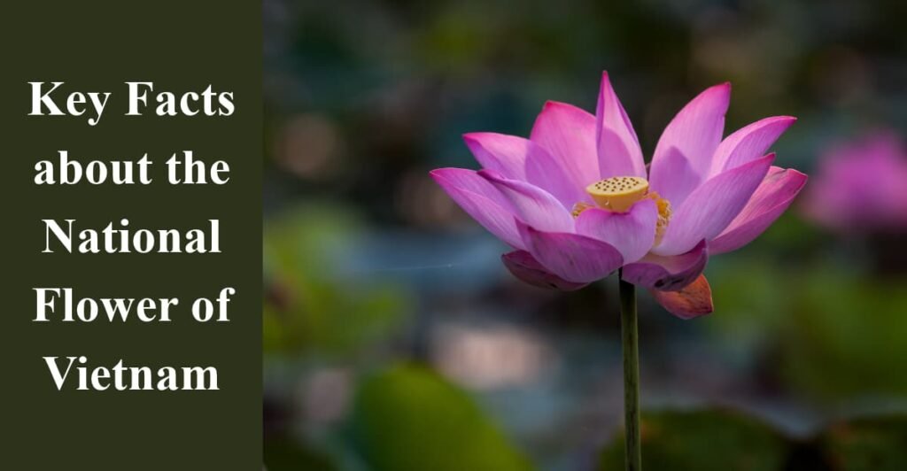 Key Facts about the National Flower of Vietnam