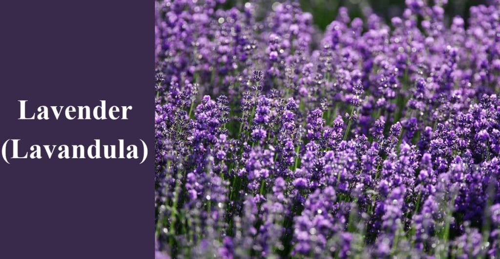 Lavender (Lavandula)