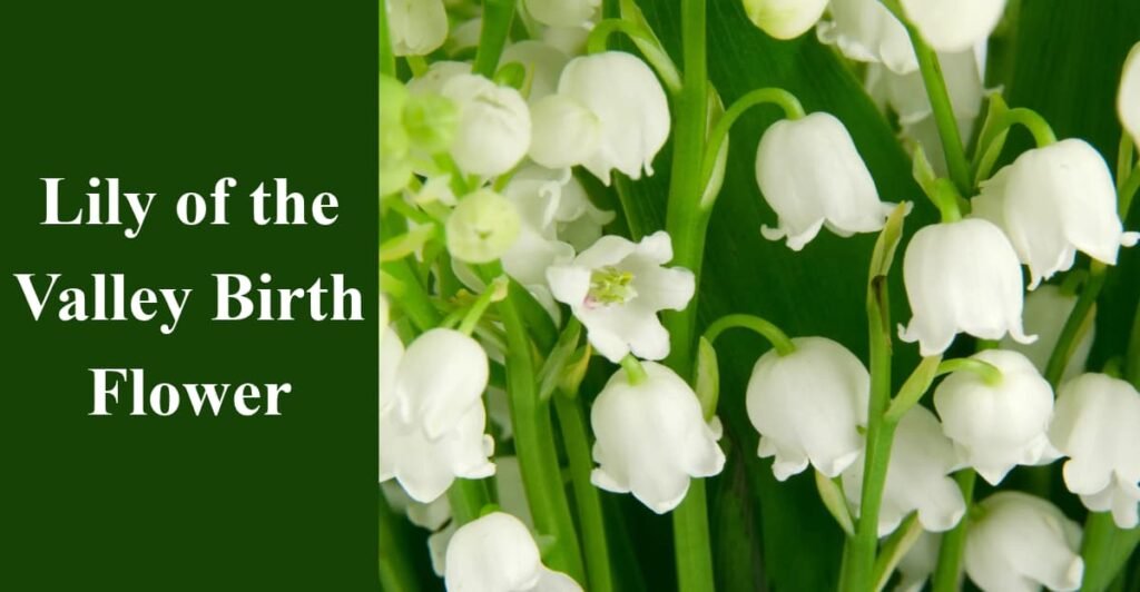 Lily of the Valley Birth Flower