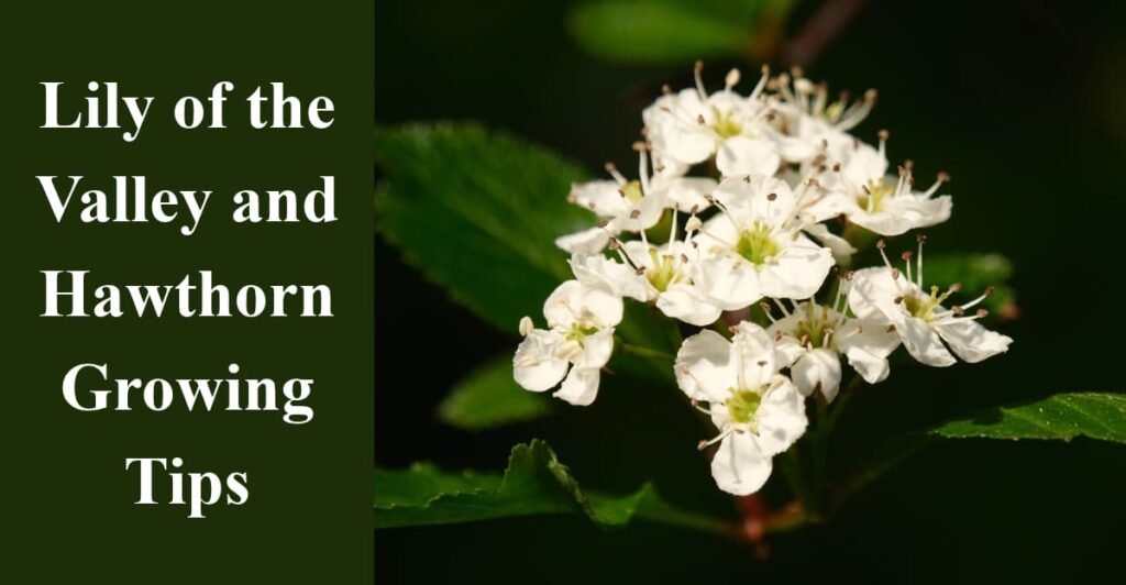 Lily of the Valley and Hawthorn Growing Tips