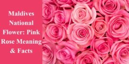 Maldives National Flower: Pink Rose Meaning & Facts