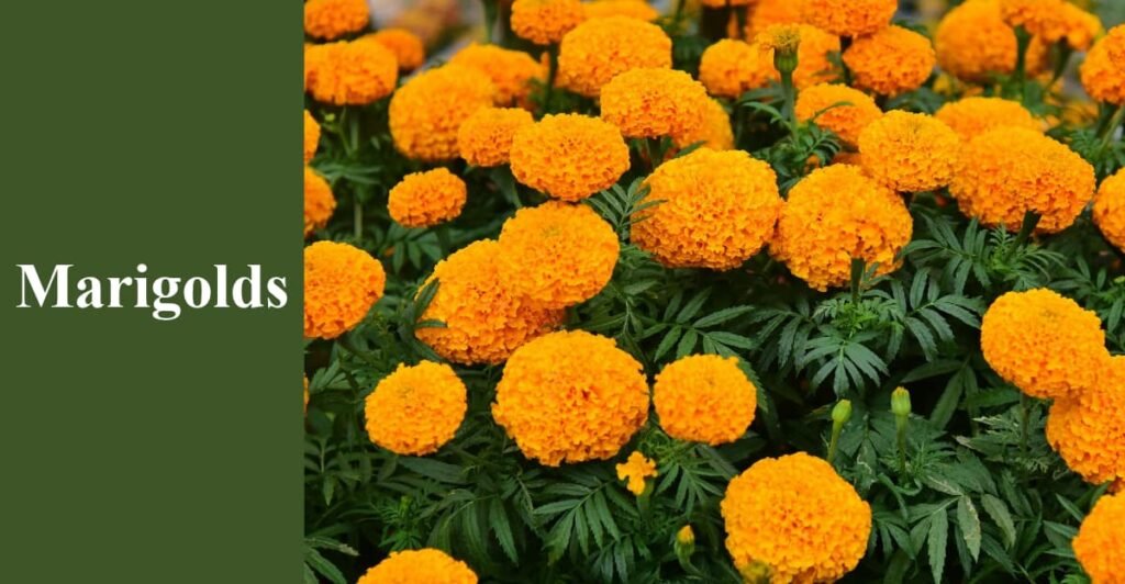 Marigolds