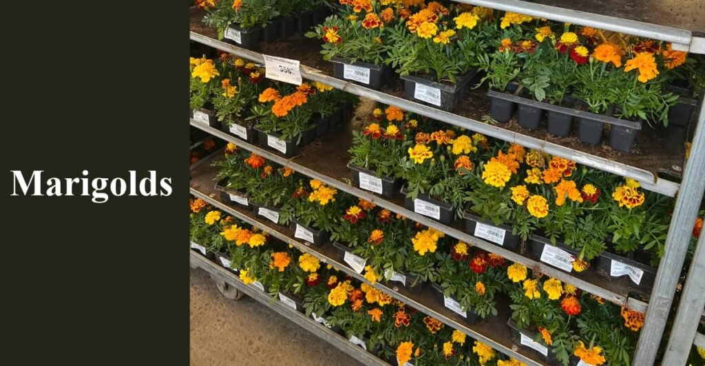 Marigolds