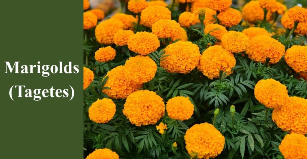 Marigolds (Tagetes)