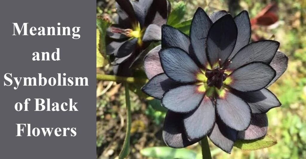 Meaning and Symbolism of Black Flowers