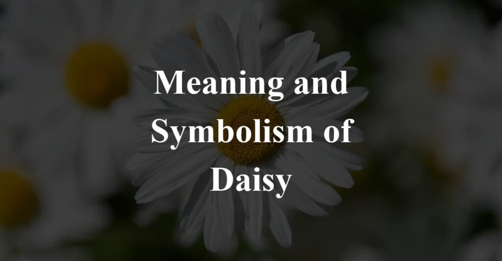 Meaning and Symbolism of Daisy