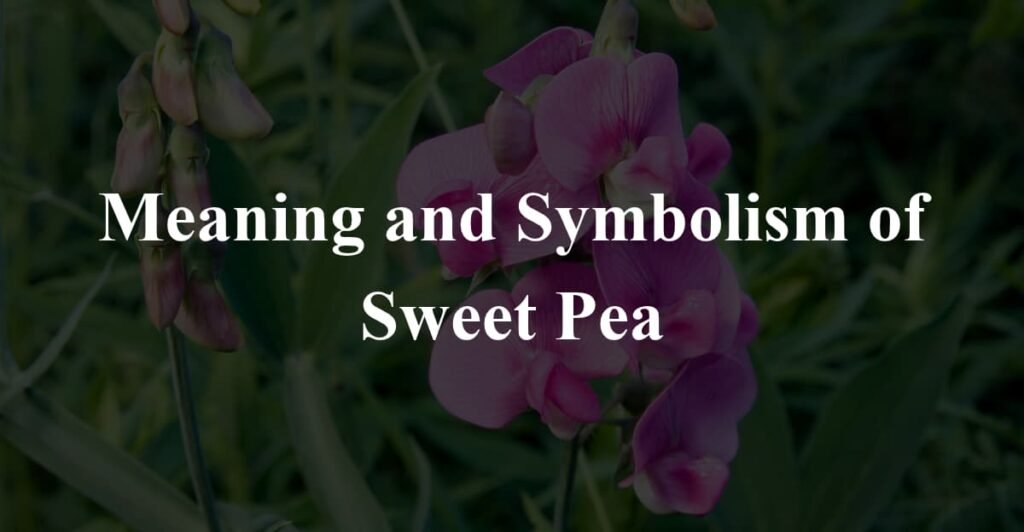 Meaning and Symbolism of Sweet Pea