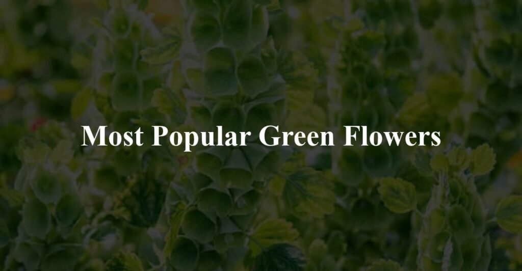 Most Popular Green Flowers