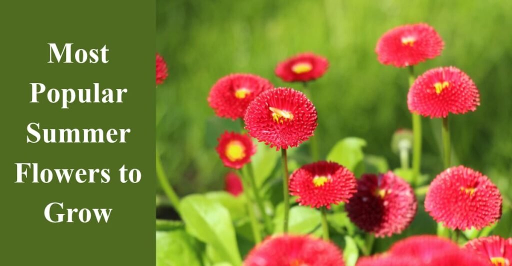 Most Popular Summer Flowers to Grow