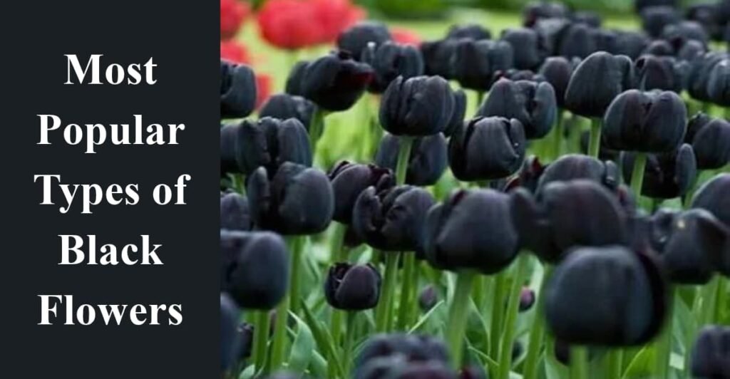 Most Popular Types of Black Flowers