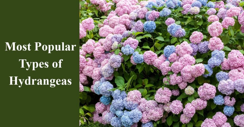 Most Popular Types of Hydrangeas