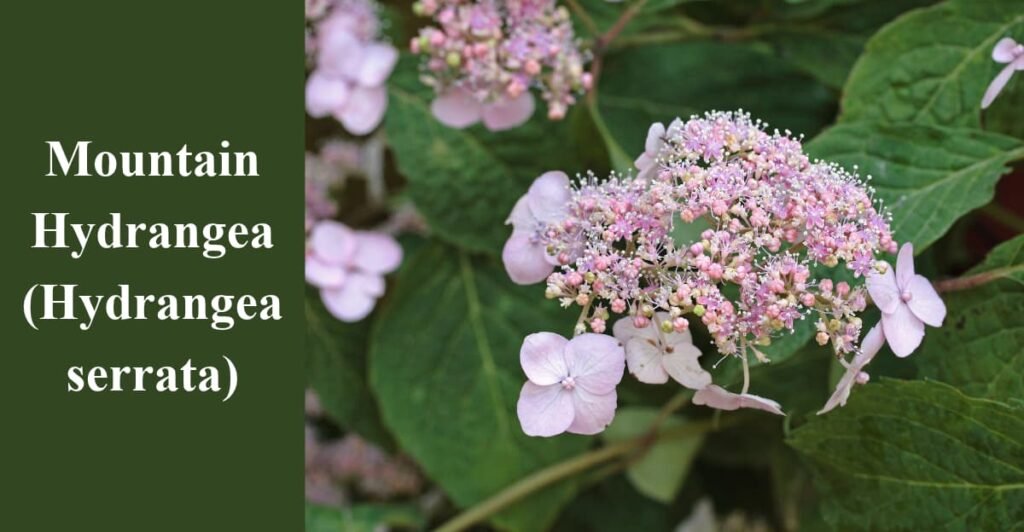Mountain Hydrangea (Hydrangea serrata)