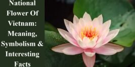 National Flower Of Vietnam: Meaning, Symbolism & Interesting Facts