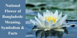 National Flower of Bangladesh: Meaning, Symbolism & Facts