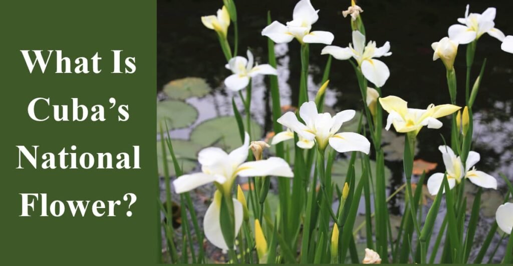 What Is Cuba’s National Flower?