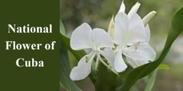 National Flower of Cuba: Mariposa & Its Hidden War Message