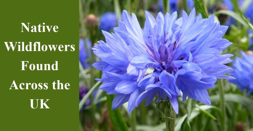 Native Wildflowers Found Across the UK
