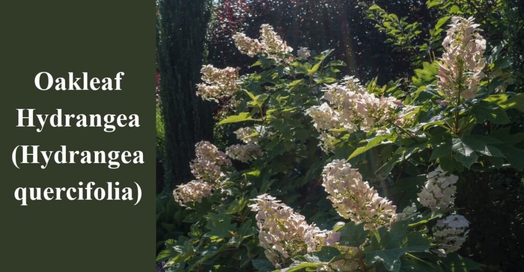 Oakleaf Hydrangea (Hydrangea quercifolia)
