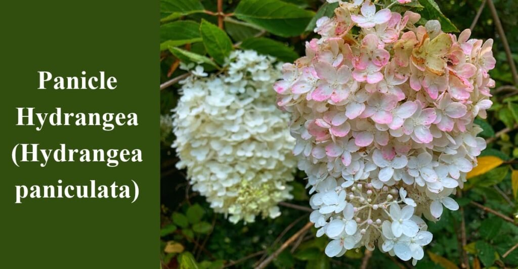 Panicle Hydrangea (Hydrangea paniculata)