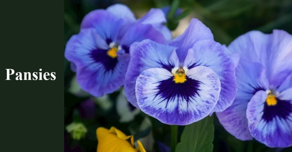 Pansies