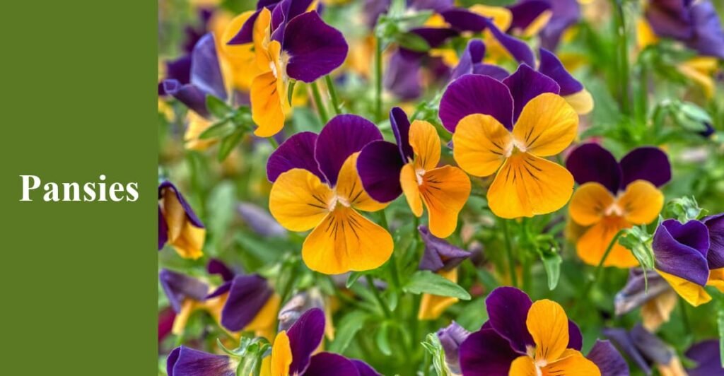 Pansies