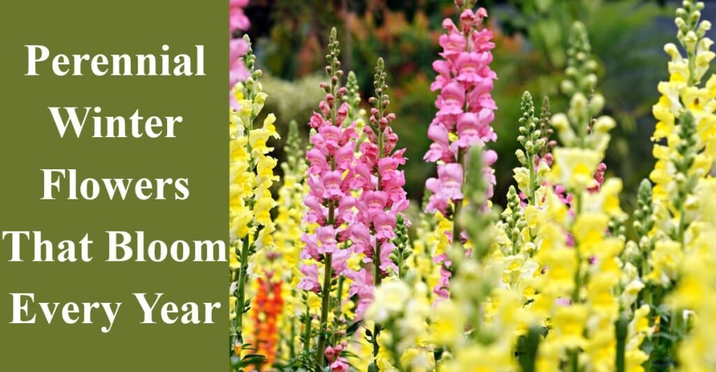 Perennial Winter Flowers That Bloom Every Year