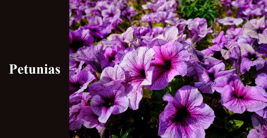 Petunias