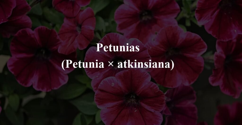 Petunias
(Petunia × atkinsiana)