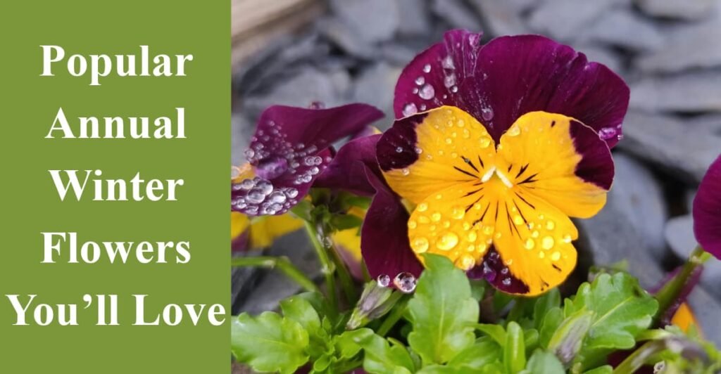 Popular Annual Winter Flowers You’ll Love