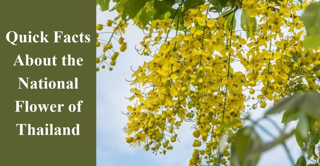 Quick Facts About the National Flower of Thailand