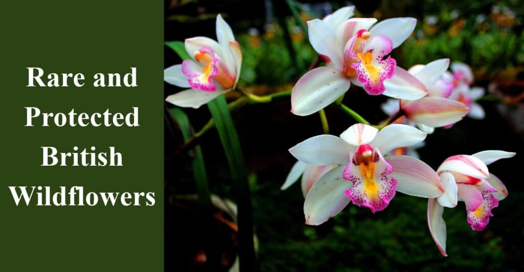 Rare and Protected British Wildflowers