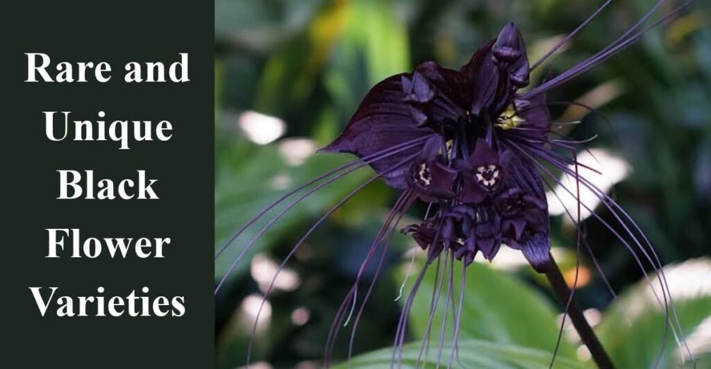 Rare and Unique Black Flower Varieties