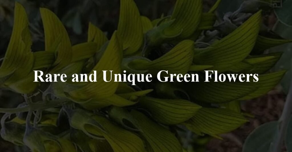 Rare and Unique Green Flowers