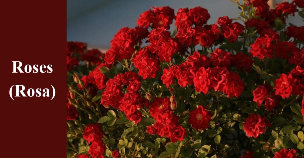 Roses (Rosa)