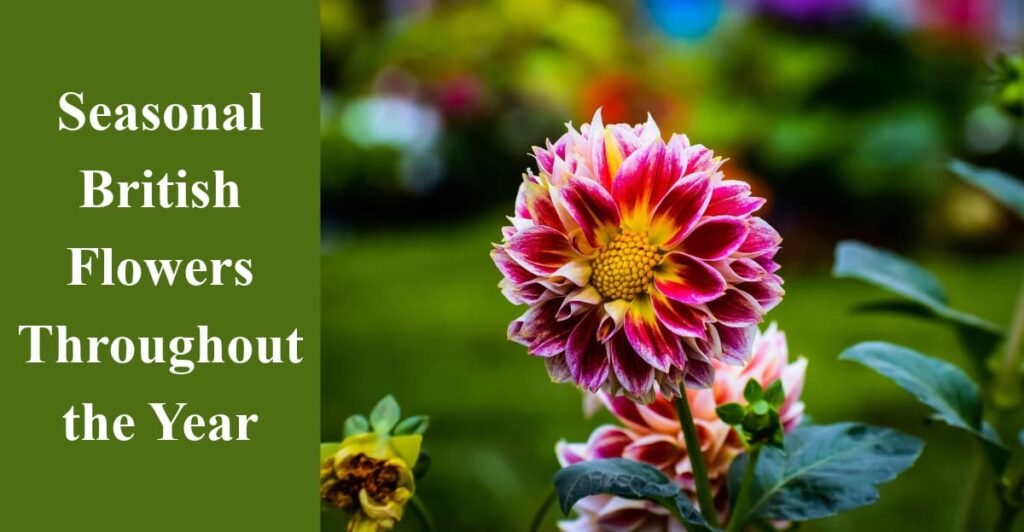 Seasonal British Flowers Throughout the Year