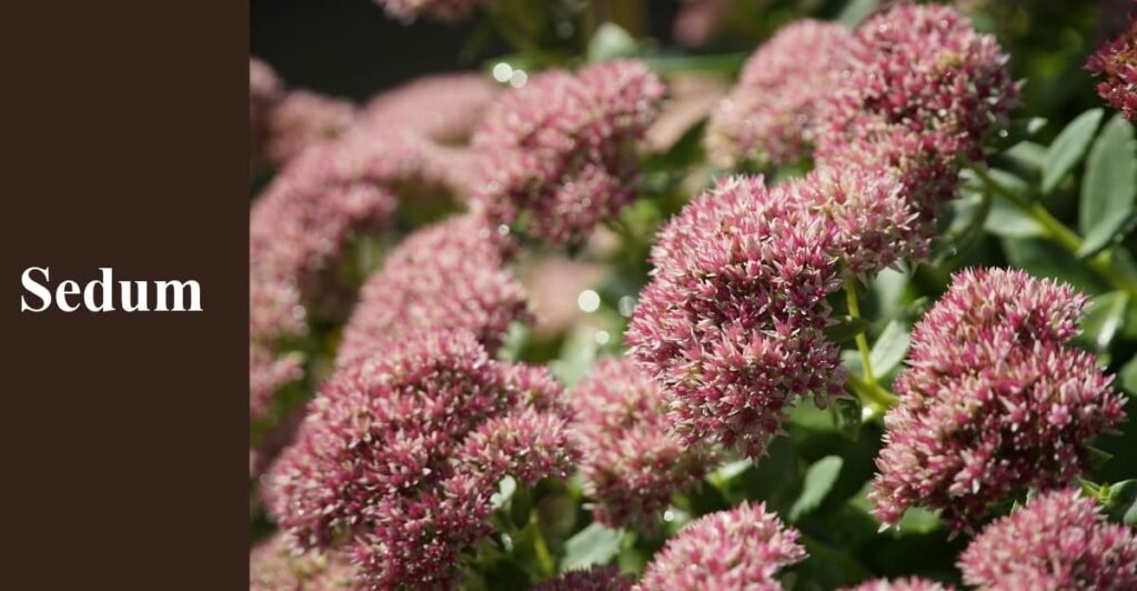 Sedum
