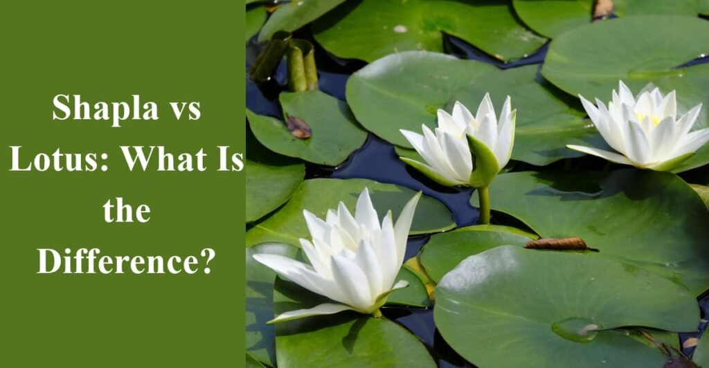 Shapla vs Lotus: What Is the Difference?